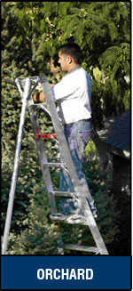 Orchard Ladders